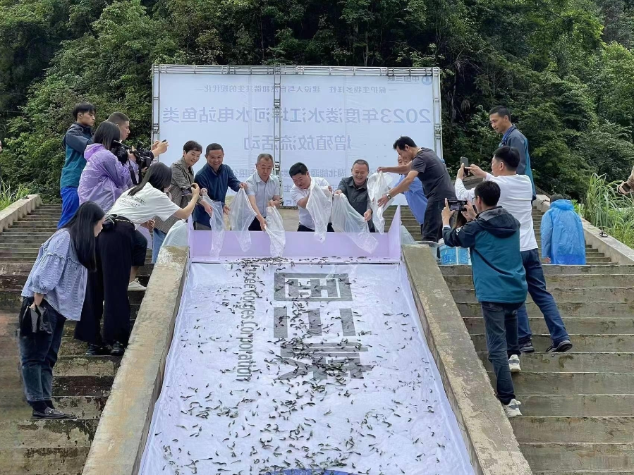 增殖放流活動現場（溇水水電公司供稿）